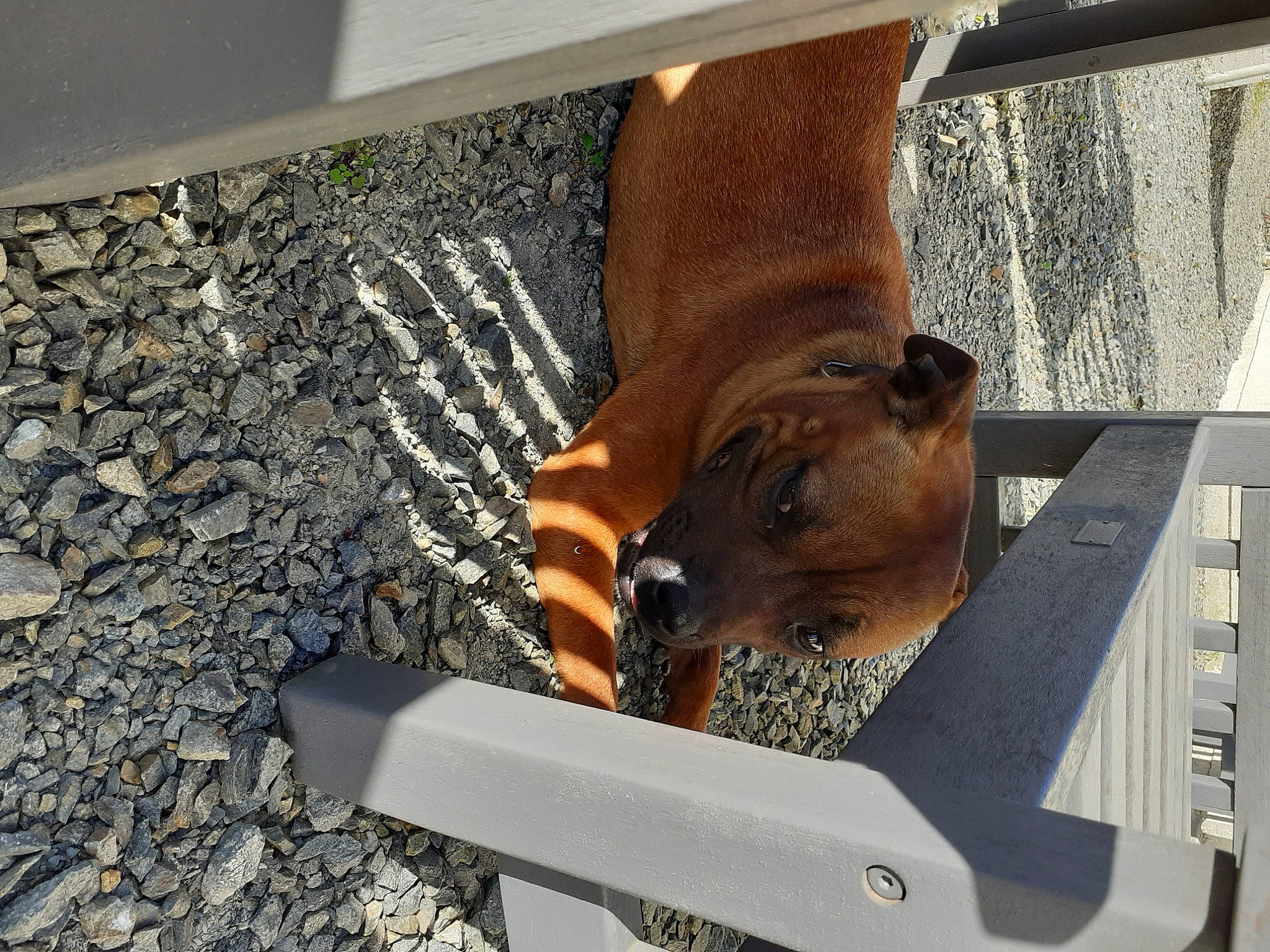 Ruby a rejoint le concours — aidez-le/la à gagner de superbes lots ! asphalt, canidae, carnivore, companion_dog, concrete, dog_breed, fawn, flooring, grass, liver, pet_supply, rectangle, road_surface, shade, soil, sporting_group, tar, terrestrial_animal, wood, working_animal