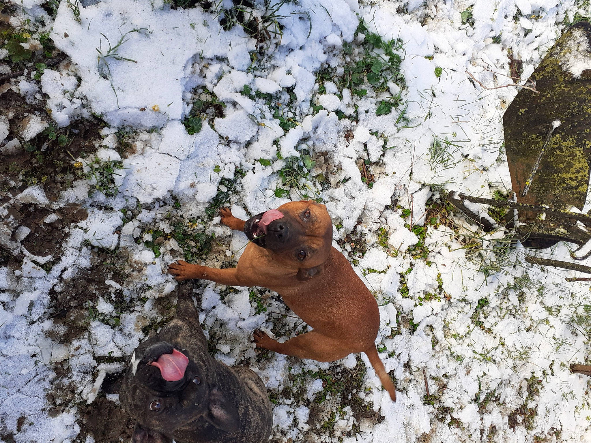 Ruby participe au concours pour gagner de l'argent avec cette photo : canidae, carnivore, dog, dog_breed, fawn, freezing, grass, liver, people_in_nature, plant, snout, snow, soil, sporting_group, tail, terrestrial_animal, toy, wildlife, winter, working_animal