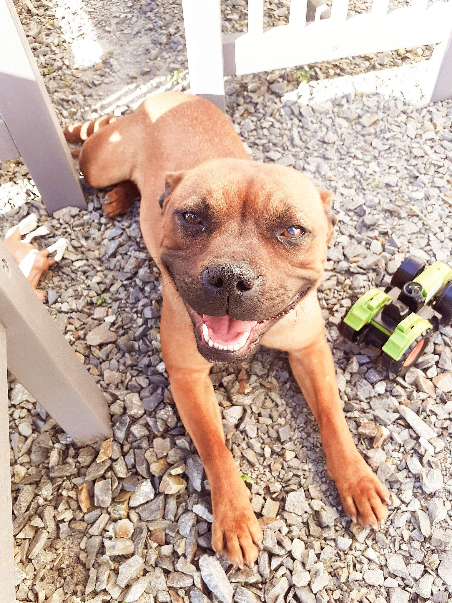 Ruby a rejoint le concours — aidez-le/la à gagner de superbes lots ! canidae, carnivore, companion_dog, dog, dog_breed, dog_clothes, fawn, fence, fur, pet_supply, plant, snout, soil, sporting_group, street_dog, terrestrial_animal, toy_dog, whiskers, working_animal, working_dog