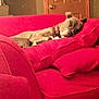Rocco is registered to the contest to win money with this photo: