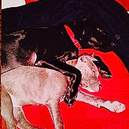 Rocco is registered to the contest to win money with this photo: