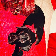 Diesel joined the competition — help win amazing prizes!