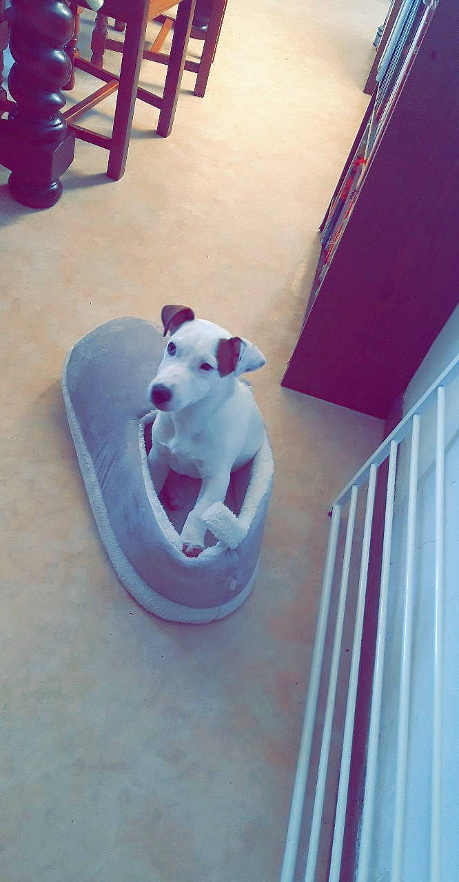 Pulco a rejoint le concours — aidez-le/la à gagner de superbes lots ! canidae, carnivore, companion_dog, dog, dog_breed, fawn, french_bulldog, non_sporting_group, pink, pit_bull, puppy, purple, tail, violet