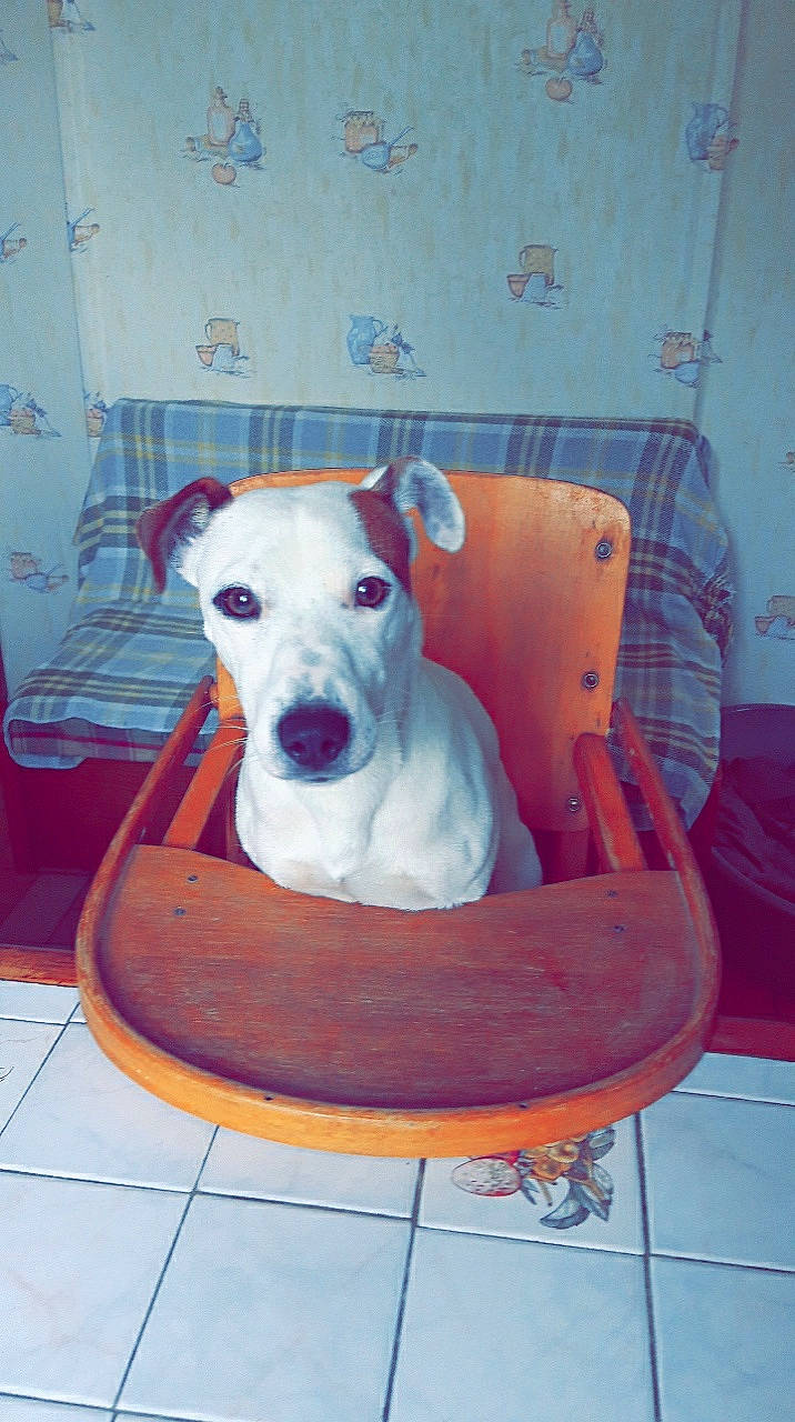 Pulco participe au concours pour gagner de l'argent avec cette photo : american_bulldog, american_pit_bull_terrier, american_staffordshire_terrier, bull_and_terrier, bull_terrier, bully_kutta, canidae, carnivore, dog, dog_breed, dogo_argentino, dogo_guatemalteco, fawn, gull_terr, mammal, non_sporting_group, pit_bull, tail, vertebrate