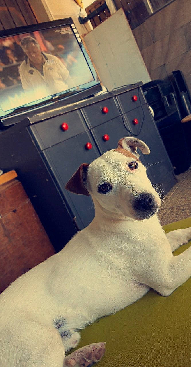 Pulco participe au concours pour gagner de l'argent avec cette photo : canidae, carnivore, companion_dog, dog, dog_breed, dogo_guatemalteco, fawn, jack_russell_terrier, mammal, parson_russell_terrier, rare_breed_dog, russell_terrier, snout, vertebrate, whippet