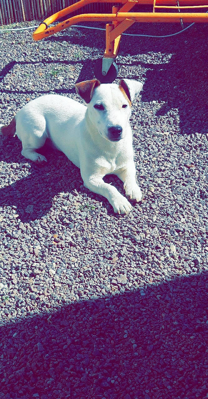 Pulco a rejoint le concours — aidez-le/la à gagner de superbes lots ! canidae, carnivore, companion_dog, dog, dog_breed, fawn, fox_terrier, jack_russell_terrier, mammal, rare_breed_dog, smooth_fox_terrier, street_dog, vertebrate