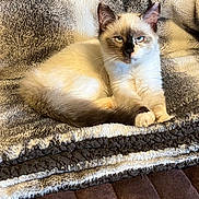 Dakota joined the competition — help win amazing prizes! abyssinian, angora, animal, blanket, cat, couch, furniture, homedecor, kitten, manx, pet, quilt, rug, siamese