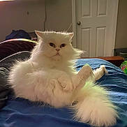 Fisher is registered to the contest to win money with this photo: cat, white_cat, fluffy, persian_cat, pet, indoor, bed, furniture, door, relaxed, animal, cute, domestic_animal, fur, tail, paw, resting, household, room, mammal