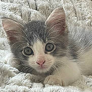 Aston a rejoint le concours — aidez-le/la à gagner de superbes lots ! animal, blanket, cat, closeup, cozy, cute, ears, eyes, fur, gray, indoor, kitten, lying_down, nose, paws, pet, soft, whiskers, white, young