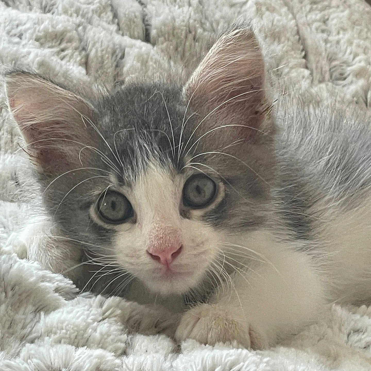 Aston a rejoint le concours — aidez-le/la à gagner de superbes lots ! animal, blanket, cat, closeup, cozy, cute, ears, eyes, fur, gray, indoor, kitten, lying_down, nose, paws, pet, soft, whiskers, white, young