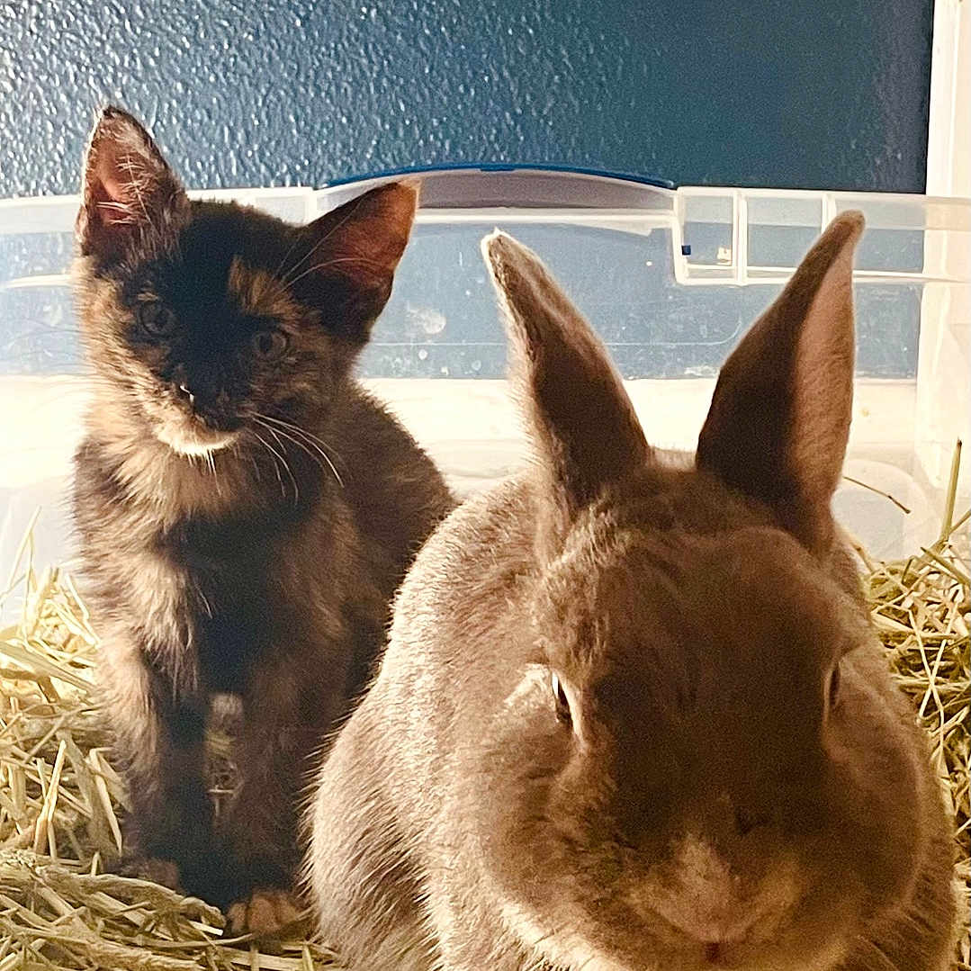 Jeannie is registered to the contest to win money with this photo: animal, brown, closeup, companion, cozy, curious, cute, domestic, enclosure, friendship, furry, hay, indoor, kitten, mammal, pet, portrait, rabbit, small, tortoiseshell