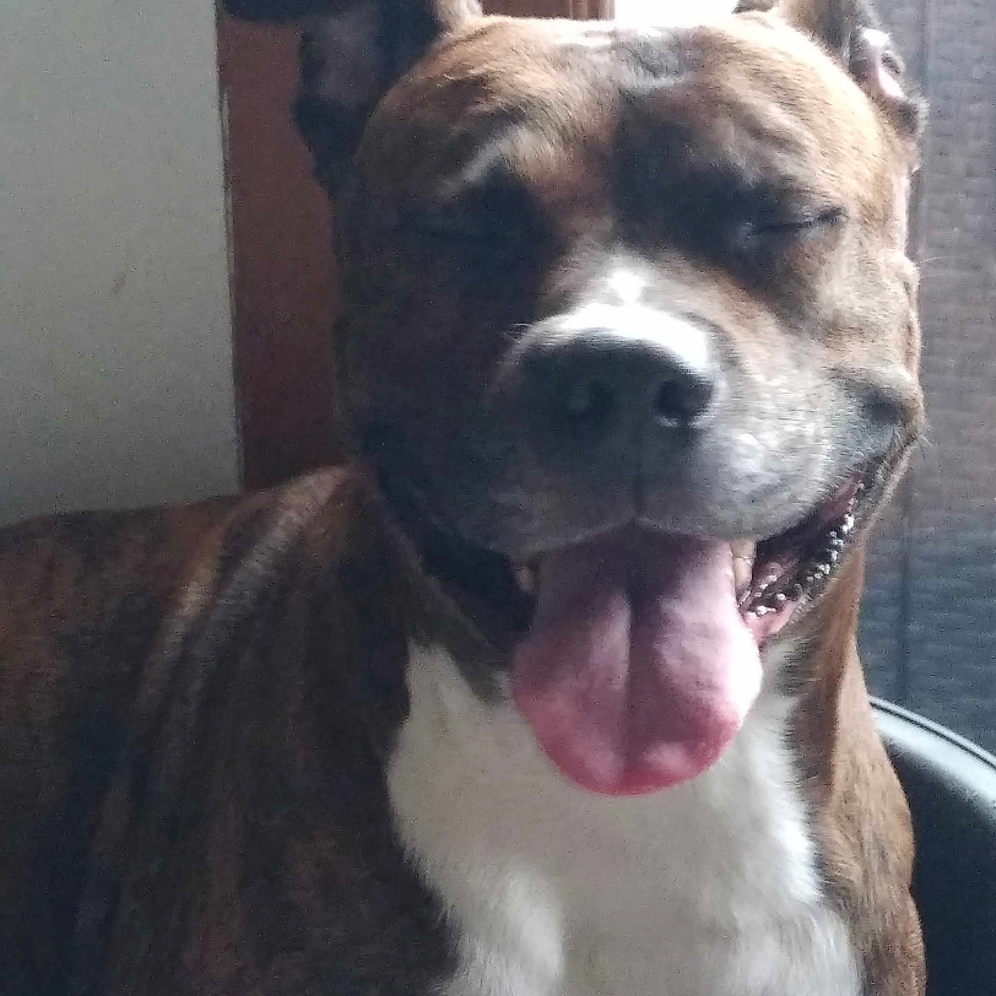 Happa a rejoint le concours — aidez-le/la à gagner de superbes lots ! animal, brown_fur, canine, close_up, companion, cute, dog, domestic, ears_up, friendly, furry, happy, indoor, pet, portrait, relaxed, sitting, smiling, tongue_out, white_chest