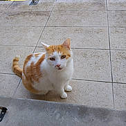 Koka participe au concours pour gagner de l'argent avec cette photo : cat, ginger_and_white, pet, animal, outdoor, tile_floor, curious, sitting, feline, looking_up, daylight, balcony, railing, sunny, whiskers, ears, tail, cute, domestic, quiet