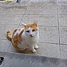 cat, ginger_and_white, pet, animal, outdoor, tile_floor, curious, sitting, feline, looking_up, daylight, balcony, railing, sunny, whiskers, ears, tail, cute, domestic, quiet
