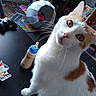 cat, white, orange, pet, indoor, baby_bottle, game_controller, table, toys, playmat, furniture, shelf, curious, looking, whiskers, closeup, household, room, floor, colorful