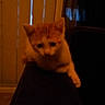 kitten, cat, orange_cat, white_cat, couch, furniture, indoor, pet, animal, curious, dim_lighting, blurry, young_cat, domestic_cat, home, vertical_blinds, dark, cute, climbing, looking_down