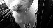 Koka participe au concours pour gagner de l'argent avec cette photo : animal, black_and_white, carpet, cat, close_up, curiosity, curious, domestic, door, ears, feline, focus, front_paws, indoor, nose, pet, portrait, standing, whiskers, wide_eyes