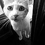 animal, black_and_white, carpet, cat, close_up, curiosity, curious, domestic, door, ears, feline, focus, front_paws, indoor, nose, pet, portrait, standing, whiskers, wide_eyes