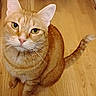 cat, orange_tabby, pet, animal, whiskers, pink_nose, fur, ears, tail, wooden_floor, indoor, looking_up, sitting, cute, domestic_cat, feline, close_up, eyes, portrait, curious