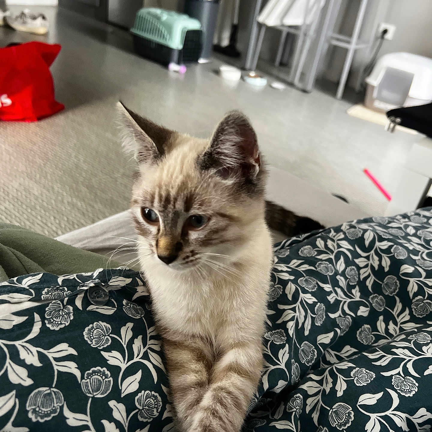 Yuki participe au concours pour gagner de l'argent avec cette photo : animal, blanket, cat, cozy, curious, cute, domestic, feline, floral, fur, home, indoor, kitten, pattern, paw, pet, resting, soft, stretching, young