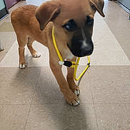 Scooby is registered to the contest to win money with this photo: puppy, dog, leash, hallway, floor, tile, brown_dog, pet, animal, indoor, curious, young_dog, canine, ears, paws, walking, yellow_leash, standing, domestic_animal, fur