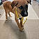 Scooby