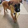 puppy, dog, leash, hallway, floor, tile, brown_dog, pet, animal, indoor, curious, young_dog, canine, ears, paws, walking, yellow_leash, standing, domestic_animal, fur
