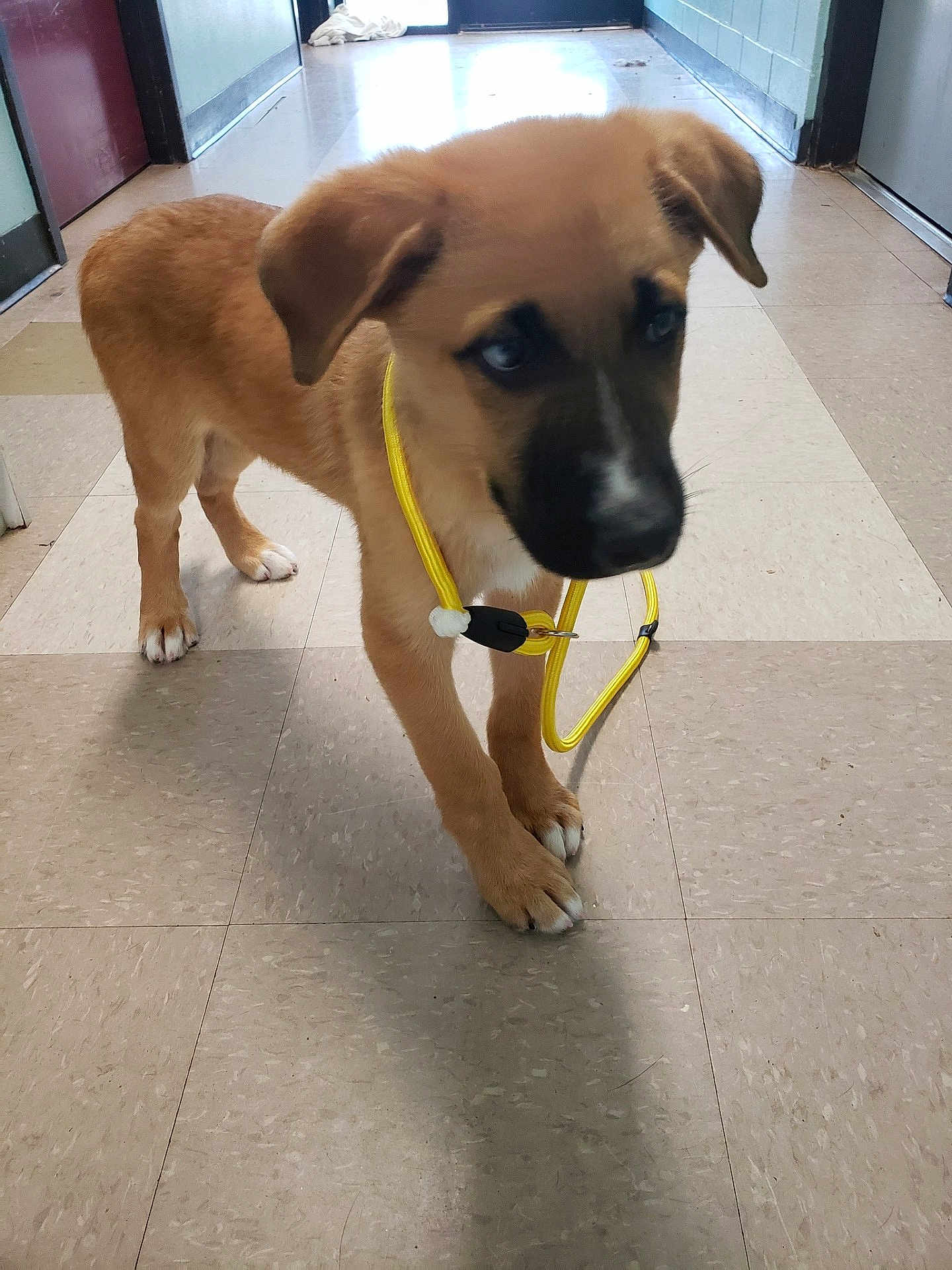 Scooby is registered to the contest to win money with this photo: puppy, dog, leash, hallway, floor, tile, brown_dog, pet, animal, indoor, curious, young_dog, canine, ears, paws, walking, yellow_leash, standing, domestic_animal, fur