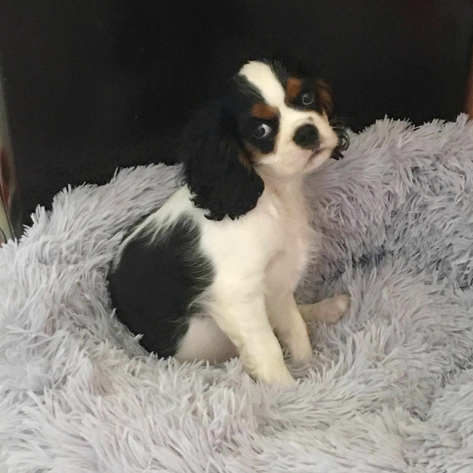 Phœnix a rejoint le concours — aidez-le/la à gagner de superbes lots ! puppy, dog, pet, fluffy, cute, black_and_white, brown, fur, blanket, soft, indoors, animal, young, sitting, looking, face, ears, nose, eyes, adorable