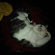 Gizmo is registered to the contest to win money with this photo: