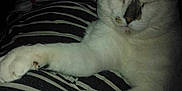Gizmo is registered to the contest to win money with this photo: