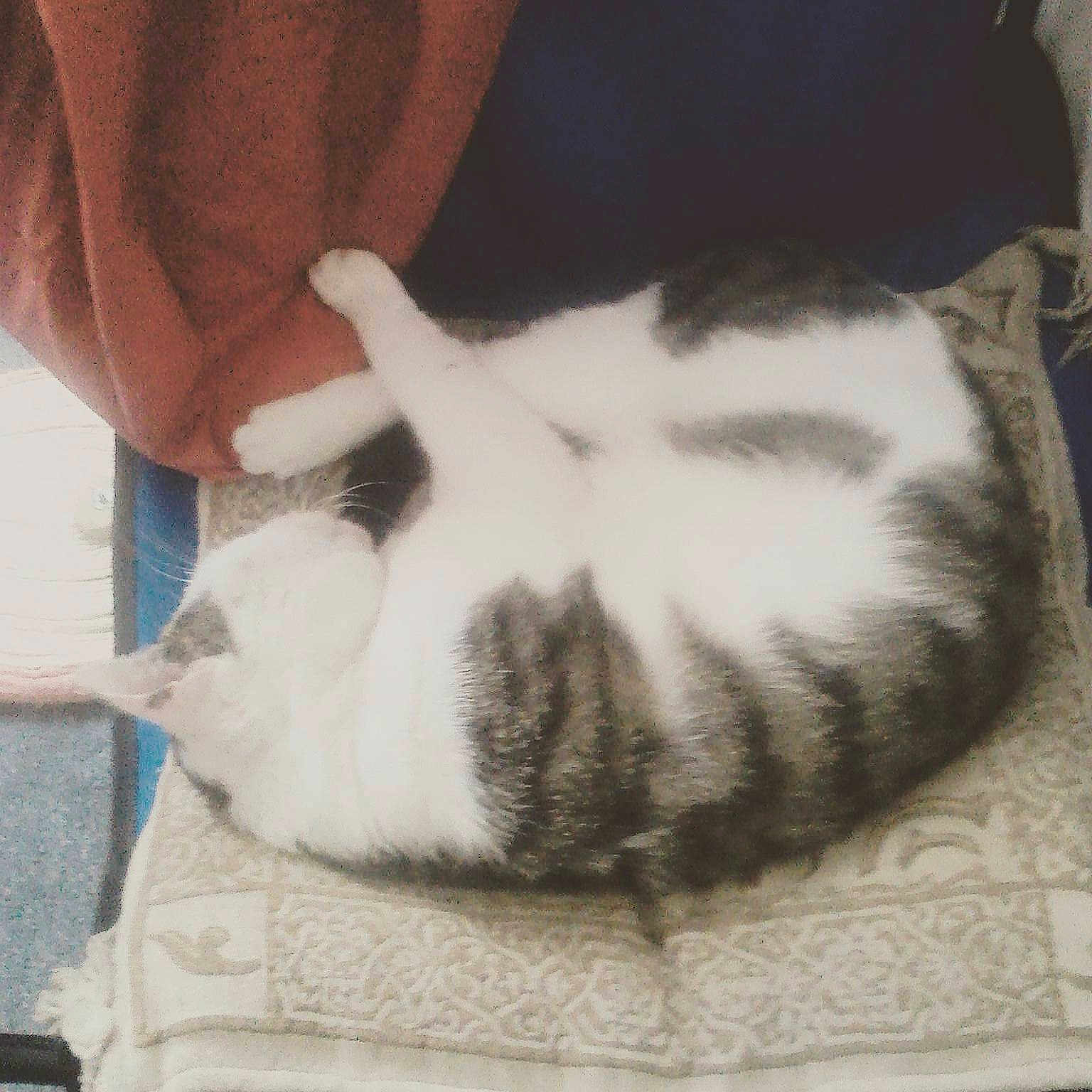 Gizmo