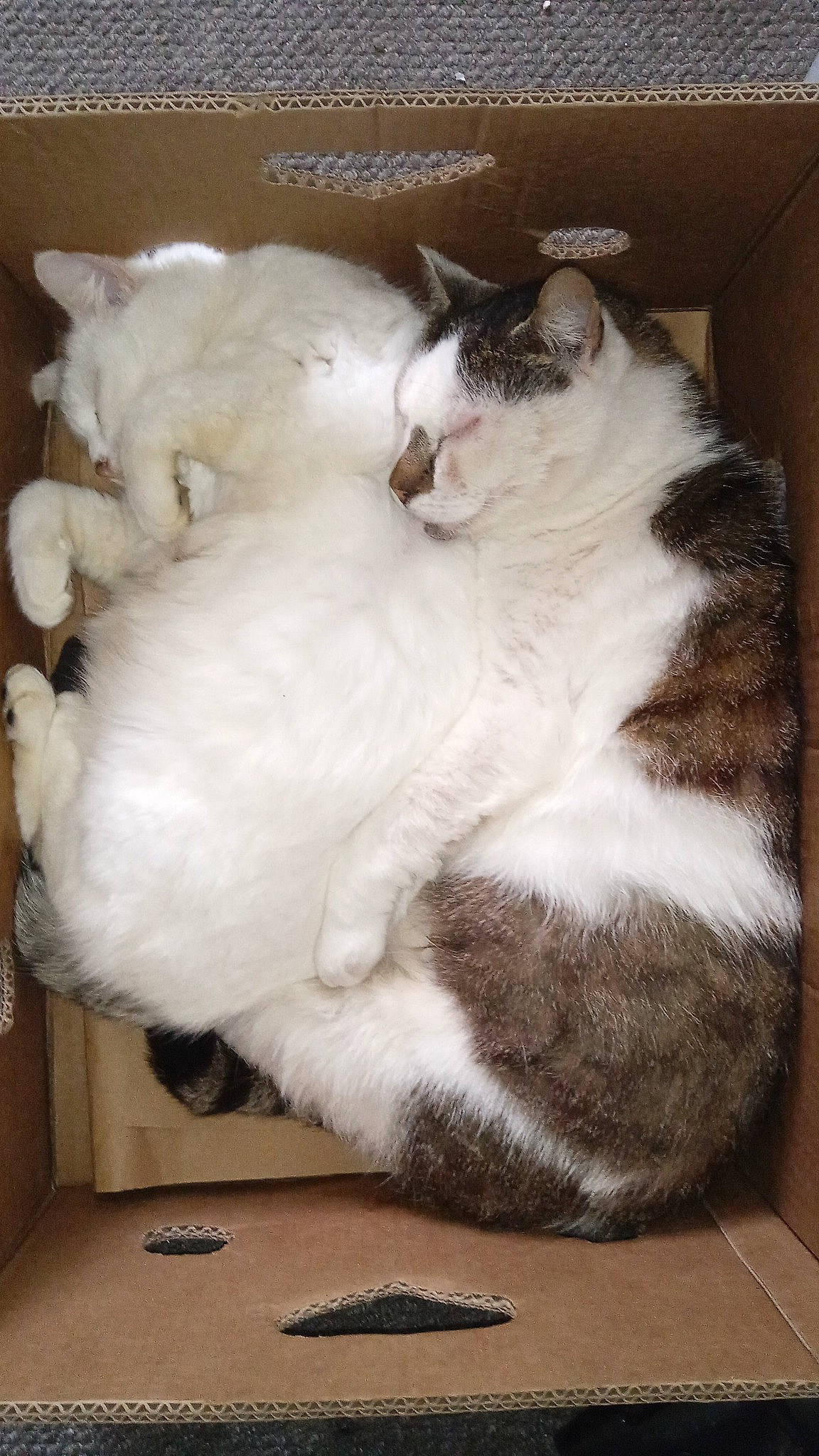 Lucky is registered to the contest to win money with this photo: carnivore, cat, cat_supply, claw, comfort, domestic_short_haired_cat, fawn, felidae, flooring, fur, hardwood, paw, small_to_medium_sized_cats, snout, tail, terrestrial_animal, whiskers