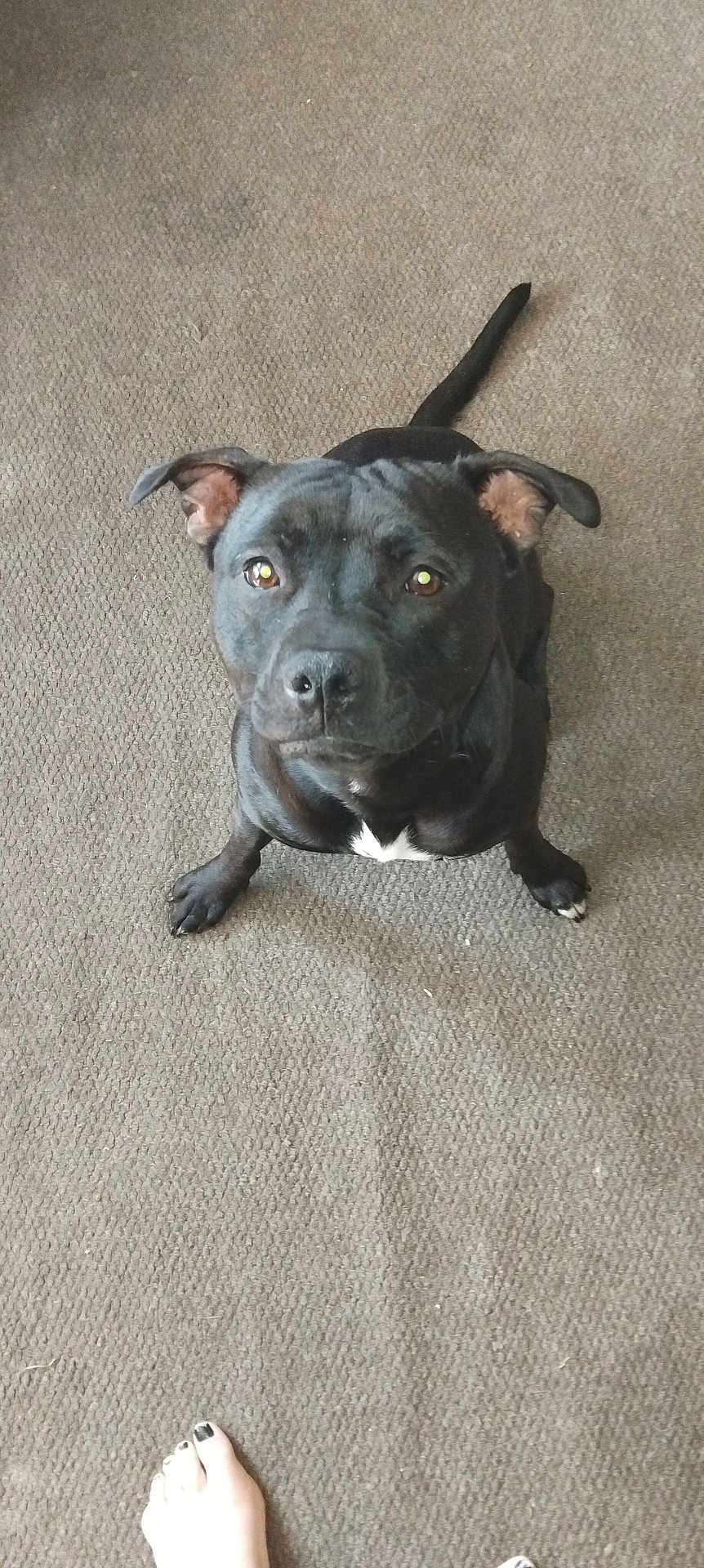 Sutty joined the competition — help win amazing prizes! dog, black_dog, pet, carpet, indoor, looking_up, tail, ears, paw, white_patch, canine, companion, animal, floor, foot, human, waiting, alert, cute, domestic