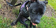 Sutty is registered to the contest to win money with this photo: dog, black_dog, grass, bench, outdoor, leash, harness, pet, animal, tongue_out, sunlight, nature, playful, canine, park, wood, greenery, resting, cute, summer
