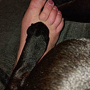 Sutty is registered to the contest to win money with this photo: dog_paw, foot, toes, nail_polish, black_fur, skin, close_up, texture, cozy, fabric, resting, human, animal, domestic, pet, intimate, comfort, indoor, casual, relaxation