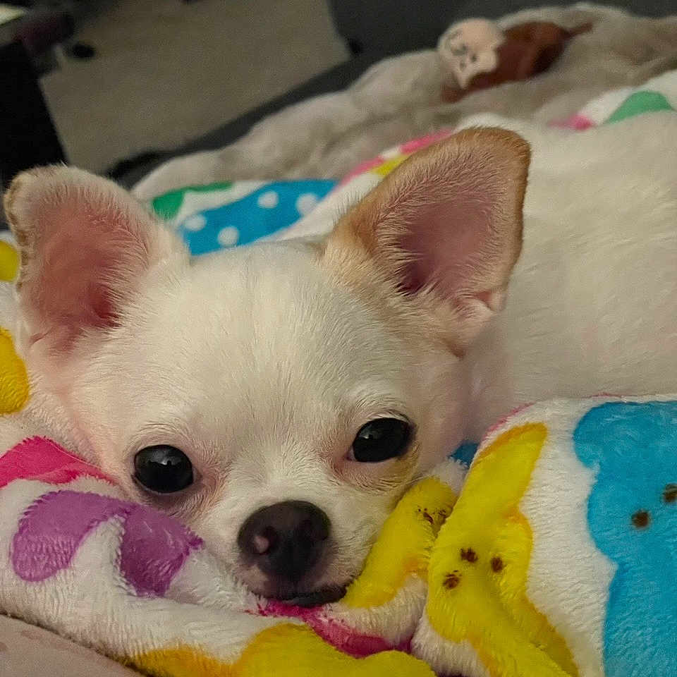 Kalea is registered to the contest to win money with this photo: animal, blanket, chihuahua, close_up, colorful, companion, cozy, cute, dog, ears, face, fur, indoors, lying_down, pet, resting, sleepy, small_dog, snuggling, soft