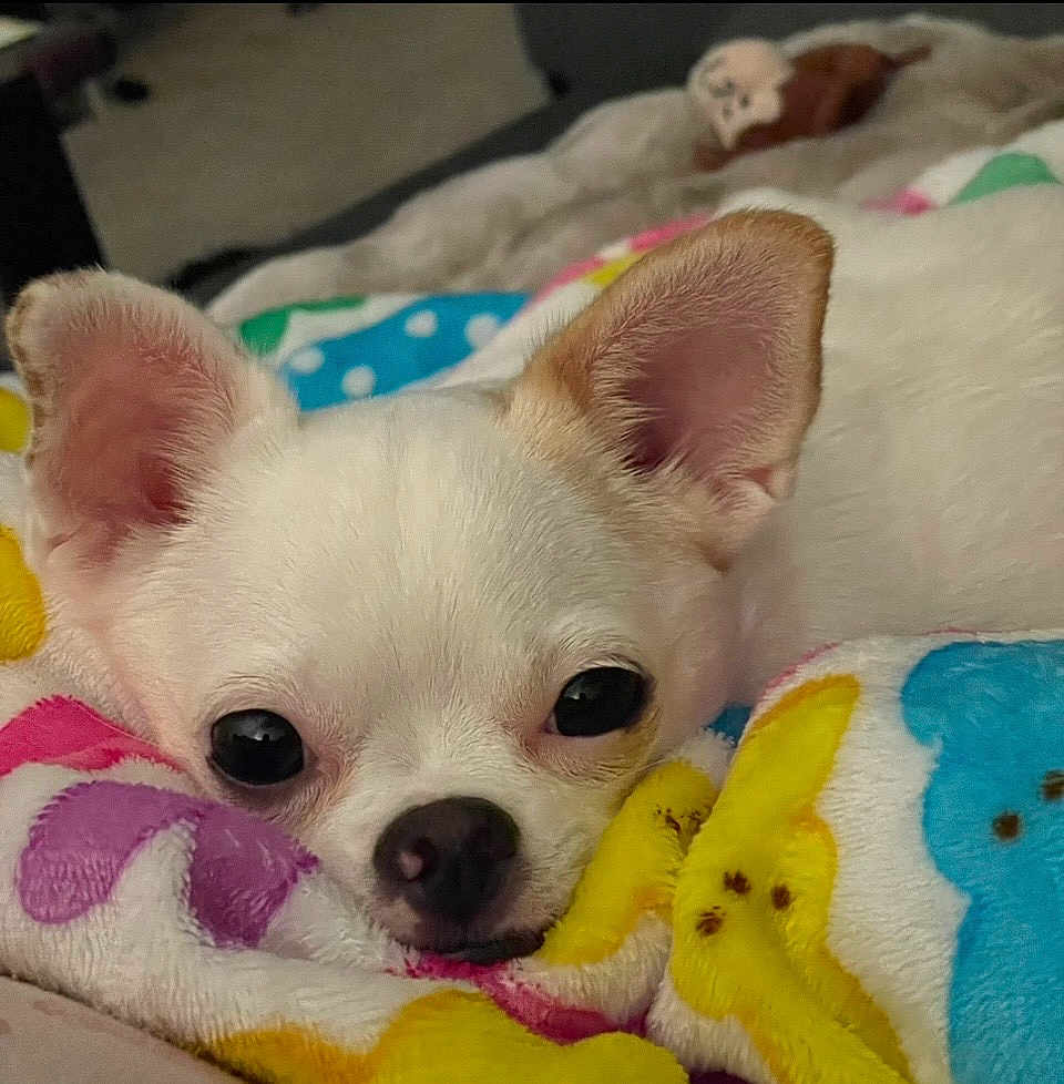 Kalea is registered to the contest to win money with this photo: dog, chihuahua, pet, close_up, face, ears, blanket, colorful, soft, cute, snuggling, indoors, resting, fur, animal, small_dog, cozy, lying_down, sleepy, companion