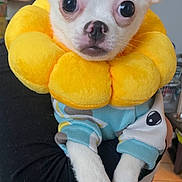 Kalea is registered to the contest to win money with this photo: dog, puppy, white_dog, costume, yellow_flower_collar, blue_outfit, pet, cute, small_dog, indoor, person_holding_dog, animal, ears, large_eyes, fur, face, paw, portrait, domestic_animal, toy