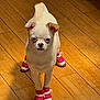 Kalea is registered to the contest to win money with this photo: dog, small_dog, white_dog, pet, shoes, pink_shoes, wooden_floor, indoor, cute, standing, animal, canine, footwear, tiny, chihuahua, fur, paw_protection, light_shadow, looking_at_camera, adorable