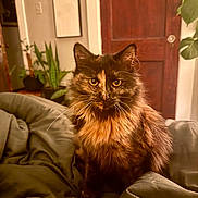 Pepper is registered to the contest to win money with this photo: cat, tortoiseshell, fluffy, pet, indoor, blanket, furniture, plant, door, wood, eyes, whiskers, fur, cozy, home, animal, portrait, sitting, domestic, warm_lighting