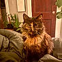 cat, tortoiseshell, fluffy, pet, indoor, blanket, furniture, plant, door, wood, eyes, whiskers, fur, cozy, home, animal, portrait, sitting, domestic, warm_lighting