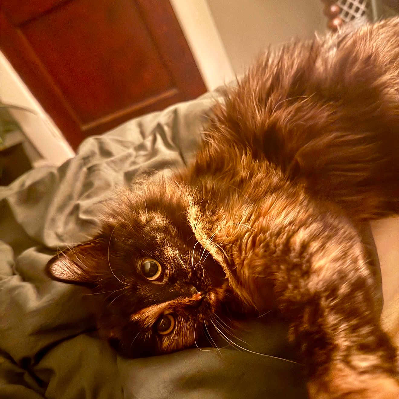 Pepper joined the competition — help win amazing prizes! animal, bed, black, blanket, brown, cat, closeup, cozy, curious, cute, feline, fur, indoor, orange, pet, relaxed, soft, stretching, tortoiseshell, whiskers