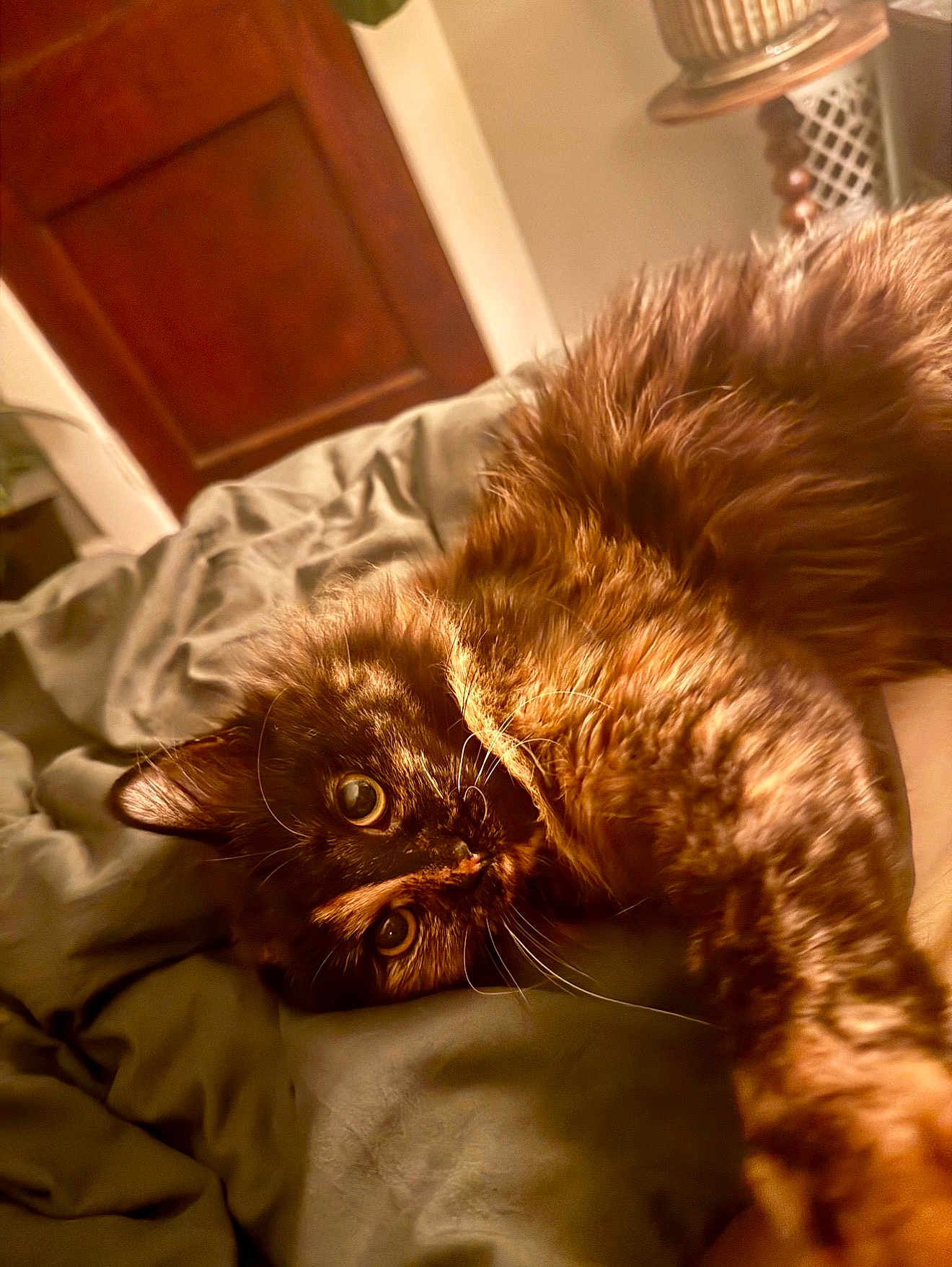 Pepper joined the competition — help win amazing prizes! cat, tortoiseshell, pet, fur, bed, blanket, indoor, animal, whiskers, curious, stretching, cozy, closeup, relaxed, feline, cute, brown, black, orange, soft