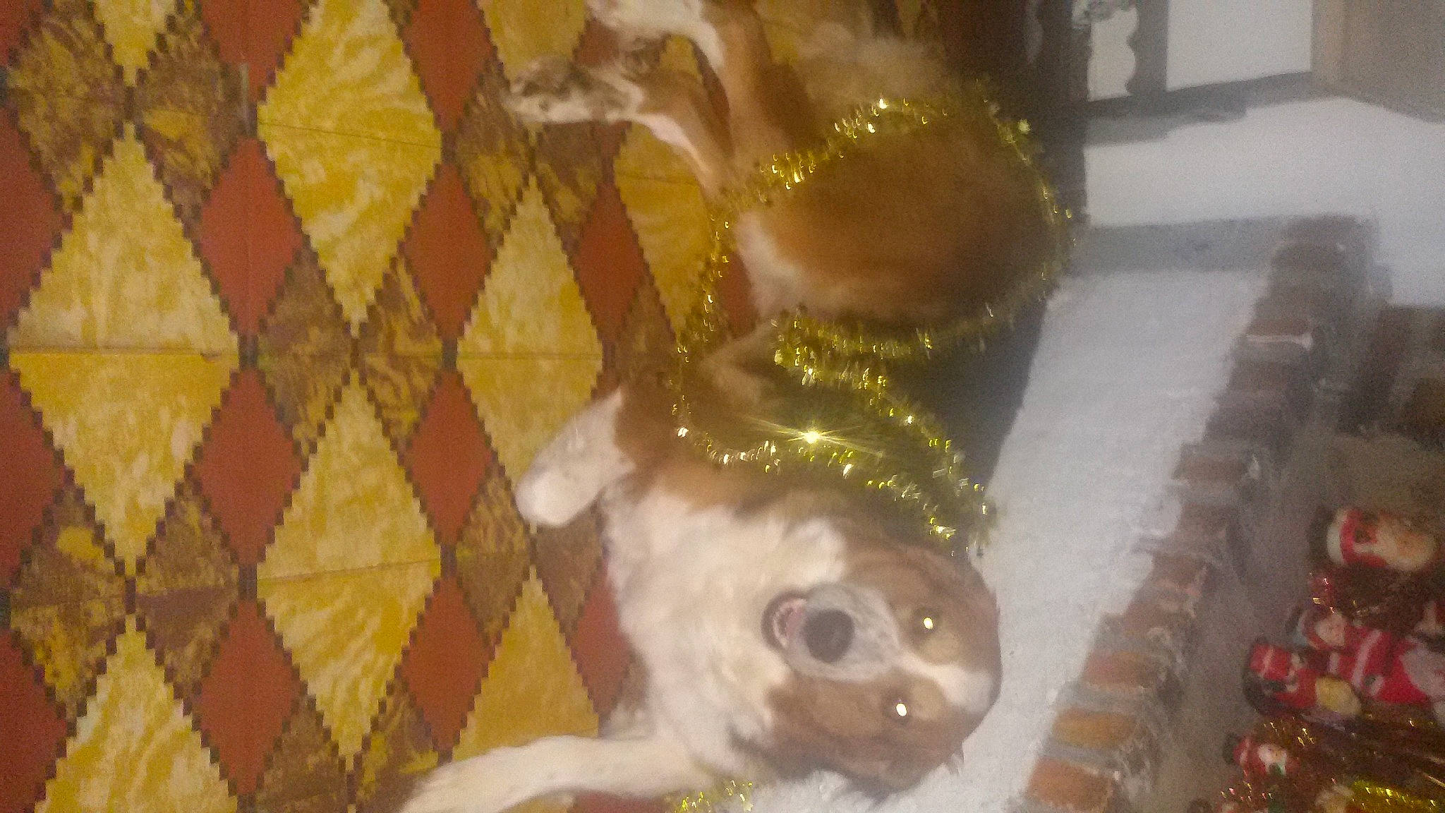 Chloé participe au concours pour gagner de l'argent avec cette photo : art, cage, canidae, carnivore, companion_dog, dog, dog_breed, fawn, flooring, fur, pattern, snout, sporting_group, tail, tints_and_shades, toy_dog, visual_arts, whiskers, wood, working_animal