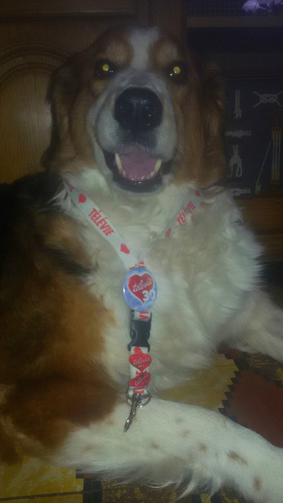 Chloé a rejoint le concours — aidez-le/la à gagner de superbes lots ! canidae, carnivore, companion_dog, dog, dog_breed, dog_toy, fur, great_pyrenees, moscow_watchdog, mucuchies, sporting_group