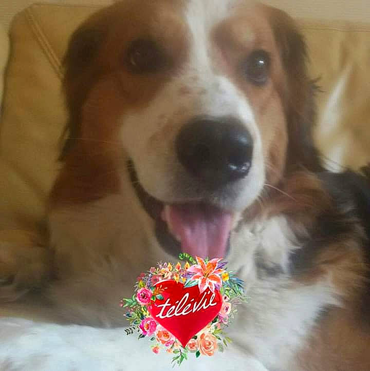 Chloé participe au concours pour gagner de l'argent avec cette photo : canidae, carnivore, companion_dog, dog, dog_breed, kooikerhondje, mammal, puppy_love, rare_breed_dog, sporting_group, welsh_springer_spaniel