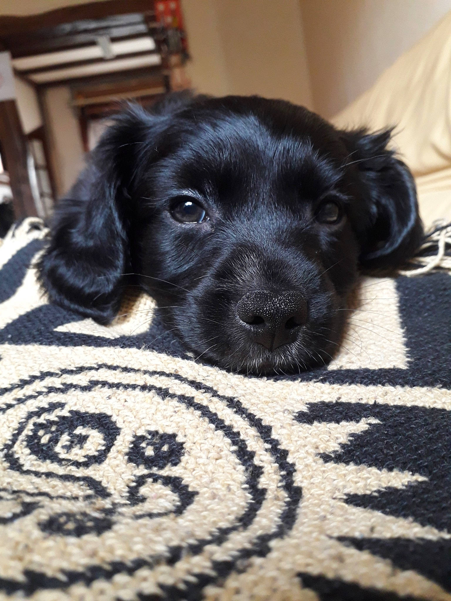 Enzo a rejoint le concours — aidez-le/la à gagner de superbes lots ! beagador, borador, canidae, carnivore, companion_dog, dog, dog_breed, flat_coated_retriever, mammal, puppy, rare_breed_dog, retriever, snout, spaniel, sporting_group, stabyhoun