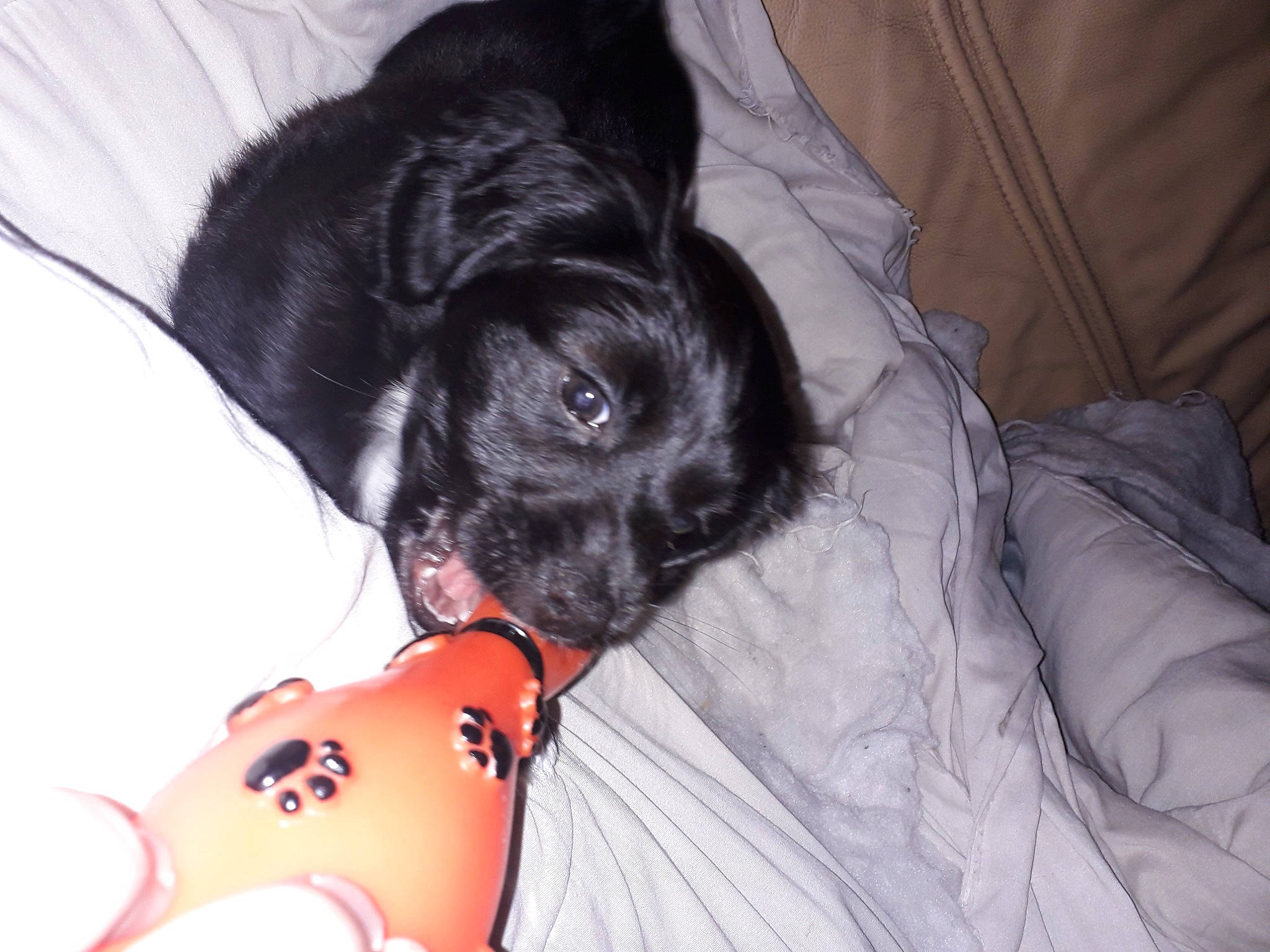 Enzo a rejoint le concours — aidez-le/la à gagner de superbes lots ! canidae, carnivore, comfort, companion_dog, couch, dog, dog_breed, dog_supply, ear, felidae, fur, human_leg, sleeve, snout, sporting_group, thigh, toy_dog, vertebrate, whiskers, working_animal