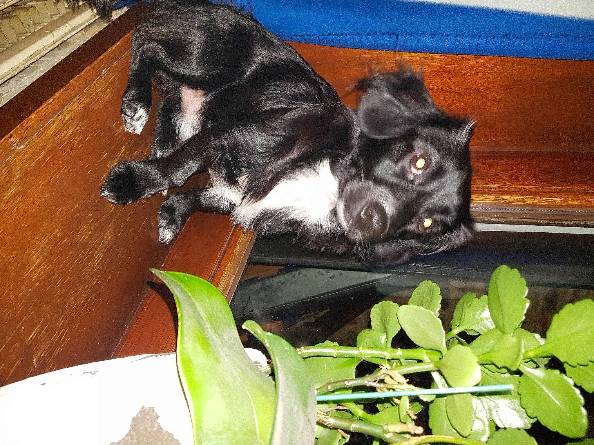 Enzo a rejoint le concours — aidez-le/la à gagner de superbes lots ! canidae, carnivore, companion_dog, dog, dog_breed, felidae, fur, groundcover, hardwood, herb, plant, puppy, small_to_medium_sized_cats, snout, sporting_group, tail, terrestrial_plant, whiskers, wood, working_animal